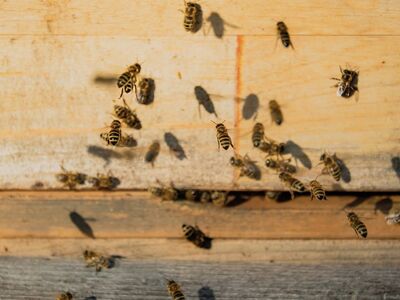 beehive, bees, insects, honeybees, swarm, wings, deck, wooden, yellow, shadow, day, natural, flying, sunlight, bee swarm, honey, honey production, world bee day, stripes, beekeeping
