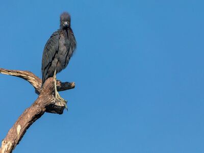 heron, wading bird, bird perched, dark plumage, wildlife, avian, bird portrait, minimalism, blue sky, negative space, wild bird, nature, wetland bird, lookout, solitary bird, feather detail, branch perch, wildlife photography, calm scene, animal behavior