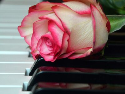 rose, flower wallpaper, nature, wedding song, blossom, bloom, piano, piano keyboard, keyboard, flower background, rose flower, make music, concert, beautiful flowers, songs, love song, to sing, choir, sounds, music, melody, love for music, birthday song, date of birth, birthday greeting, valentine, valentine's day, love, flower