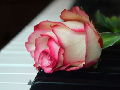rose, wedding song, blossom, bloom, piano, piano keyboard, keyboard, make music, concert, songs, love song, to sing, choir, rose flower, sounds, music, melody, love for music, birthday song, date of birth, birthday greeting, valentine, valentine's day, love