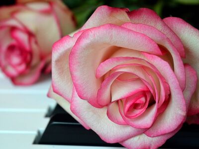 roses, flower, blossoms, wedding song, piano, piano keyboard, keyboard, make music, concert, songs, love song, to sing, choir, sounds, music, melody, love for music, birthday song, date of birth, birthday greeting, valentine, valentine's day, love