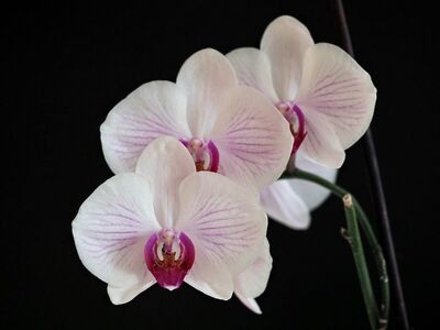 orchid, plant, blossom, bloom, orchids, flora, houseplant, hd wallpaper, full hd wallpaper, desktop backgrounds, mac wallpaper