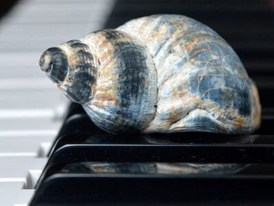 sea shanty music, shanties, sea shanties, whelk, horn snail, sea animal, snail shell, casing, shell, piano, piano keyboard, concert, songs, to sing, choir, sounds, music, melody, the sound of the sea, shanty choir
