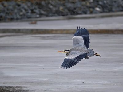 heron, winter landscape, frozen pond, flying bird, nature, wildlife, bird photography, tranquil atmosphere, winter bird, snowy landscape, quiet, ice, reflection, quiet pond, winter day, pond in winter, winter calm, wings, nature reserve, winter