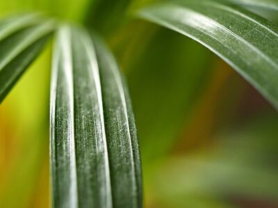 plant, leaves, houseplant, abstract, multicoloured, macro, close up, mobile wallpaper, ipad wallpaper, iphone background