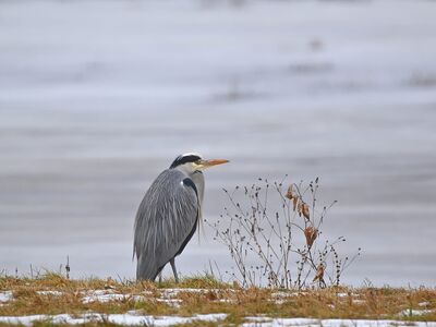 heron, pond, winter, snow, nature, feathers, calm, park, birds, water birds, feeding, beak, wetland, coloration, wildlife, ornithology, muddy, cold, spring