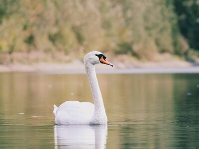 swan, mute swan, water bird, lake, reflection, calm water, silence, serenity, quiet, nature, wildlife, bird portrait, elegant, graceful, minimalism, free space, portrait, autumn mood, late summer, shades of green, gentle light, thoughtful, lonliness, mindfulness, harmony