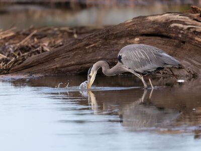 heron, bird, nature, animal, wildlife, wings, marshland, avian, plumage, fishing, water