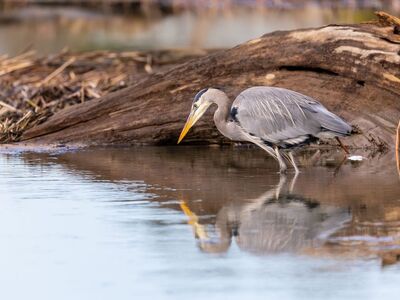 heron, bird, nature, animal, wildlife, wings, marshland, avian, plumage, fishing, water