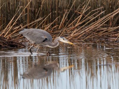 heron, bird, nature, animal, wildlife, wings, marshland, avian, plumage, fishing, water