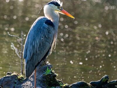 heron, nature, bird, wildlife, animal, ornithology, grey heron, water bird, plumage, beak, pond, lake, park, fish eater, feathers, bird watching