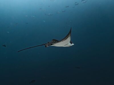 eagle rays, smelled, nature, dive, underwater, fishes, underwater world, sea, underwater photography, ocean