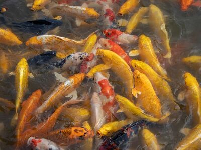 koi, fish, water, pond, carp, animals, swimming, colors, photography, landscape, nature, golden, density, koi carp, swim, park, asian