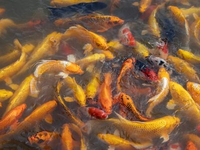koi, fish, pond, carp, swimming, animals, colorful, watery, feeding, water surface, summer, tranquility, decorative, zen, reflection, ecosystem, water garden, fishpond, relaxing