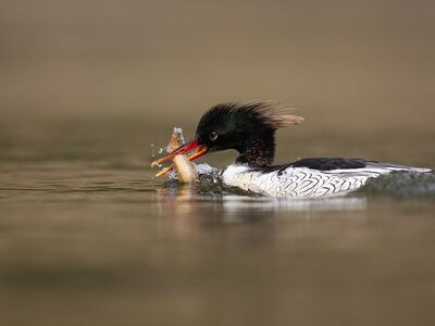 bird, nature, animal, wildlife, plumage, ornithology, fauna, birdwatching, beak, lake, bokeh