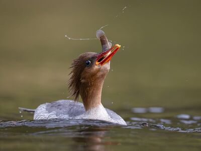 bird, nature, animal, wildlife, plumage, ornithology, fauna, birdwatching, beak, lake, bokeh