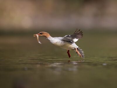 bird, nature, animal, wildlife, plumage, ornithology, fauna, birdwatching, beak, lake, bokeh