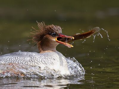 bird, nature, animal, wildlife, plumage, ornithology, feathers, beak, lake