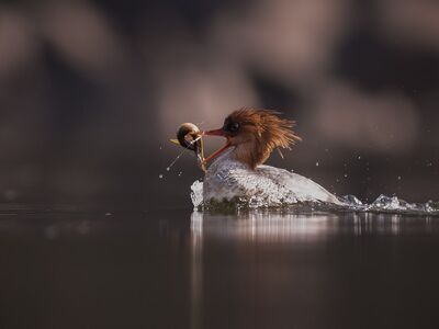bird, nature, animal, wildlife, ornithology, plumage, spring
