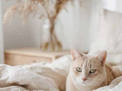 cat, feline, cute, aesthetics, interior, room, bed, animal, pet, home, ai generated