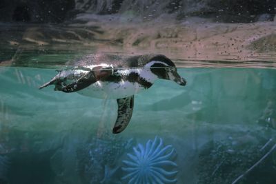 swim, nature, water, penguin, zoo, shore, cold