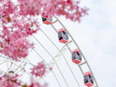 ferris wheel, pink blossoms, spring, sunny day, amusement park, detail, blue sky, cabin, tourist attraction, architecture, cute, white color, nature, sharpness, composition, color contrast, whimsical, bright colors, artistic, outdoor