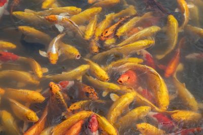 koi, fish, carp, pond, water, animals, swimming, ornamental pond, colorful, goldfish, feeding, origin, japanese, pool, relaxing, garden, all-natural, calm, oriental, maintenance