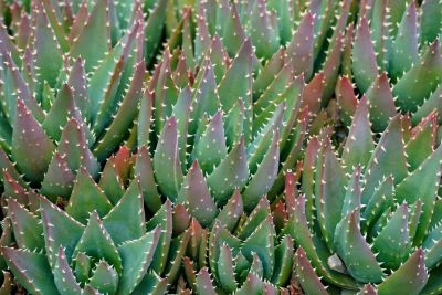 succulent, green, leafy, spiky, natural, fluffy, cactus, thorny, plant, spring, garden, decorative, ecology, xerophyte, north america, texture, botany, bristles, variety, arid