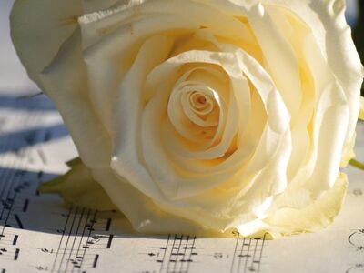 rose, flower wallpaper, yellow roses, rose flower, grades, nature, love song, flower background, love, sheet music, blossom, bloom, flower, teacher gradebook, make music, concert, songs, wedding song, to sing, choir, sounds, beautiful flowers, notenblatt, birthday song, date of birth, birthday greeting, valentine's day, hd background