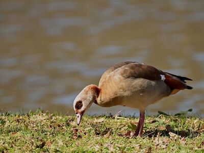 egyptian goose, water bird, wild goose, feather, beak, grass, ruffled feathers, light, animal, lakes, birds, avian, landscape, nature, river, aquatic plants, body of water, park, natural environment, blade