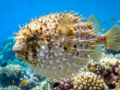 pufferfish, coral reef, underwater, ocean, corals, fish, sea, tropical fishing, clear water, biodiversity, diving, marine life, nature, tropical, sunlight, ecosystem, color, ocean lover, travel, vacation