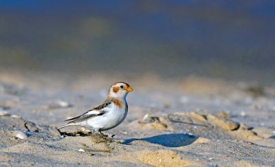 snow bunting, bird, beak, nature, feathers, plumage