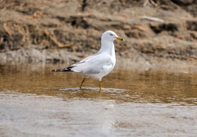 seagull, bird, nature, animal, wildlife, water, plumage, beak, ornithology, coast, sand, shore, fauna, peaceful, wild, whitish, marine environment, sea, landscape, wading