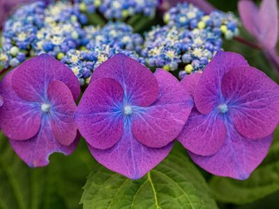hydrangea, purple, flowers, blue, nature, hd wallpaper, blossom, flora, garden, background, botanical garden, wallpaper, mosaic, plant, abstract, hydrangeas blooming, flower details, purple hydrangea, flower wallpaper, bright colors