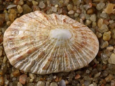 empty sea shell, limpet shell, concentric bands, ridges, subtle pink and brown, coarse sand, beach find, conchology, nature, collector, shell, pebbles, natural beauty, natural patterns, marine environment, worn, structural details, natural texture, surface details, subtle colors