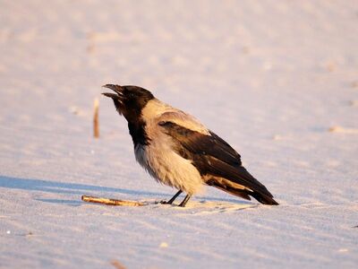 bird, crow, beach, sand, hunger, prey, foraging, sunrise, nature, morning, ornithology, natural, air, walk, black-white, freedom, calm, sun, bluish