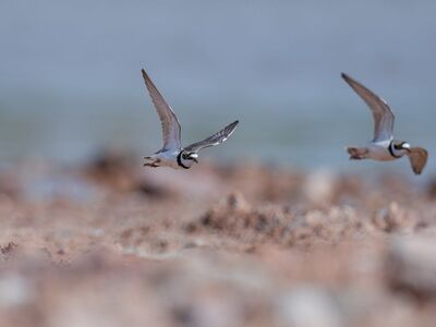 birds, flying, nature, wildlife, coast, marine environment, beach, sand, natural, bird flight, beach sand, birds in flight, sandy environment, coastal birds, peace, tranquil landscape, gentle waves, beach scenery, focused subject