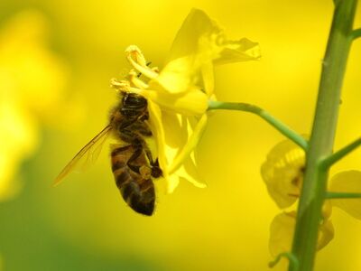 bee, flower, yellow, rapeseed, pollen, pollination, nature, spring, ecosystem, agriculture, insect, hardworking, crop, wing, animal, desktop wallpaper, beehive, maturity, natural environment