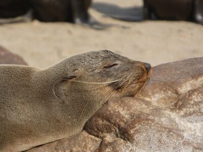seal, beach, resting, animal, mammal, sleepy, nature, portrait, rock, sand, marine mammal, natural, relaxation, comfort, coastal, relax, drowsiness, sunset, rest, sea