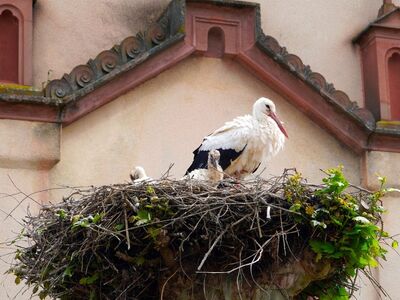 stork, nest, building, bird, clattering, nature, beak, animal, young, feathers, motherhood, family, wall, protection, ornament, care, guarding, motive
