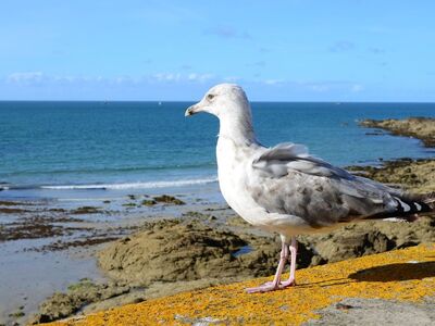 seagull, blue sky, sea, bird, ornithology, feathers, beak, sunny day, coast, rocks, wind, sky, blue, bay, wings, nature beauty, nature, birdwatching, tourist attraction, natural environment