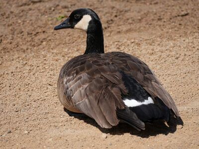canadian goose, goose, nature, bird, animal, beach, sand, waterfowl, wildlife, shore, canadian geese, plumage, beak, sitting bird, close-up, black-and-white pattern, wild bird, partridge