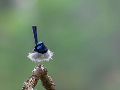superb fairywren, fairywren, wren, bird, malurus cyaneus, wildlife, nature, plumage, australian, ornithology, bird watching, male bird, animal, sprout, breeding site, new south wales, small bird, shrub, garden tree, national bird