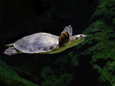 turtle, pig-nosed turtle, nature, underwater, aquarium, aquatic animal, freshwater, reptile, environment, cairns aquarium, underwater life, dark water, buoyancy, underwater habitat, biodiversity, flora and fauna, balanced ecosystem, calm water, research