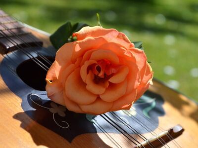 guitar, rose, mandolin, musical instrument, spring blossom, art, natural background, chord, rose flower, close-up, guitar rose, guitar design, music, petals, soundhole, guitar strings, musical motif, guitar ornaments, vintage style, beautiful flower
