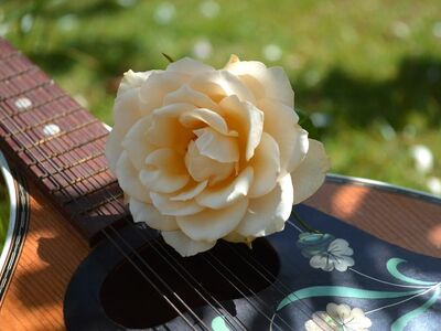 mandolin, guitar fretboard, rose, acoustic guitar, meadow, concert, spring, flower, musical instrument, melody, string instrument, music, garden party, romance, blossom, outdoors, romantic atmosphere, festival, guitar