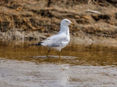 seagull, bird, nature, animal, beach, water, bird of prey, feathers, beak, ornithology, long wings, water bird, white color, wildlife, plumage, one animal, rough terrain, walking, weather