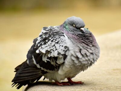 pigeon, bird, gray, nature, tail, feathers, detail, beak, in autumn, tinge, close up, ear, dominant, perched, natural, sleeping, monochrome, inactive, lazy, calm environment