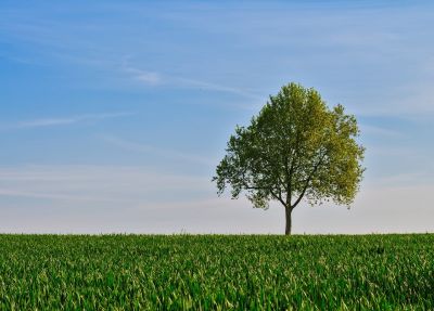 lonely tree, nature, summer, landscape, field, clouds, solitude, sky, environment, beautiful day, calm, blue sky, solitary, outdoors, peaceful, hermit, grass, simplicity, green, conifer
