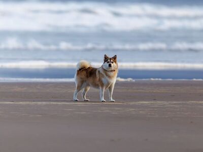dog, beach, pet, animal, cute, fur, ocean, waves, sand, solitude, exploration, relaxation, nature, peace, alone, furry dog, outdoors, season, peaceful